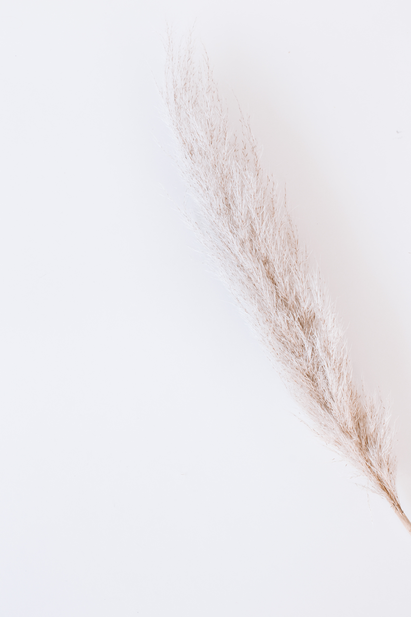 Pampas Grass in a White Background